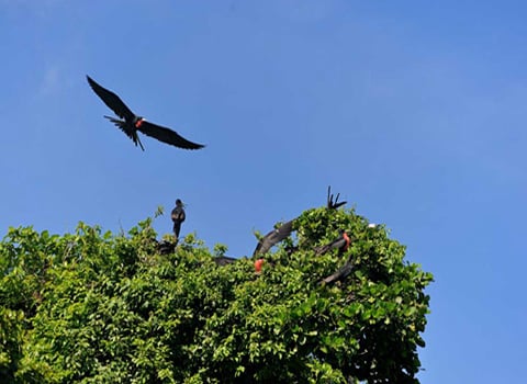 HAITISES PATK Tour from Samana Port Dominican Republic