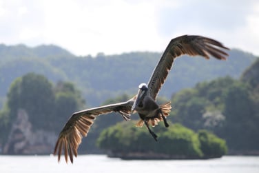 HAITISES PATK Tour from Samana Port Dominican Republic
